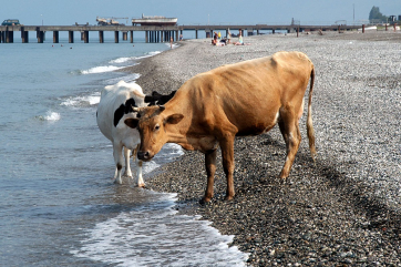 В Австрии разработают кодекс поведения при встрече с коровами